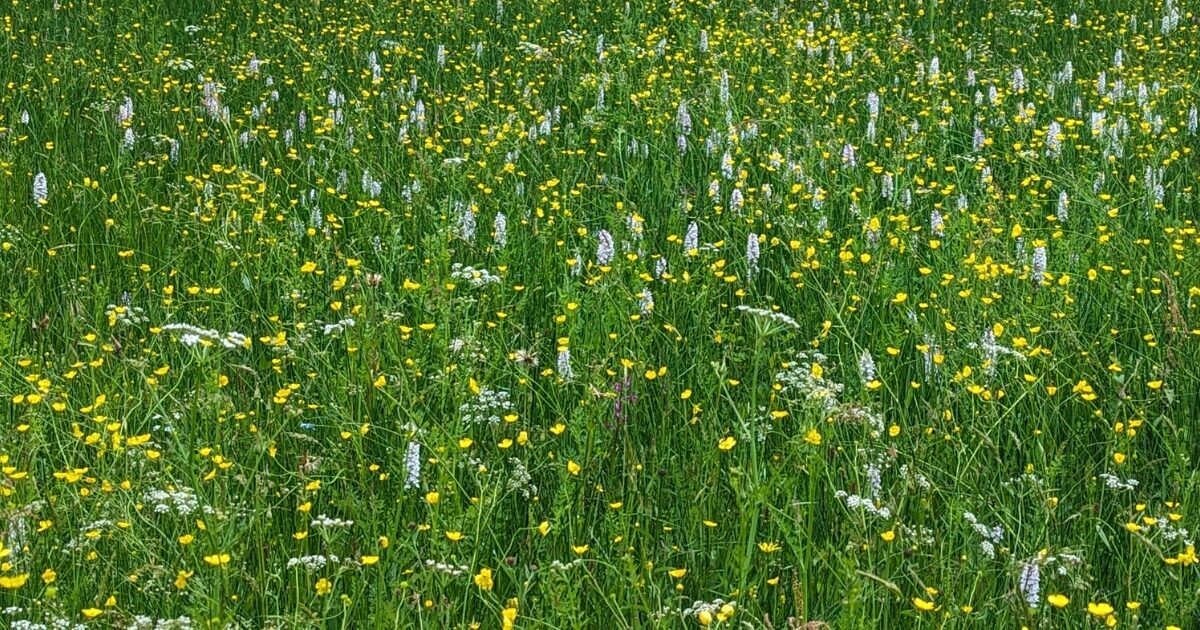 La prairie aux orchidées de Montgermont